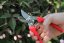 Zahradnické nůžky ARS 130DX - červené