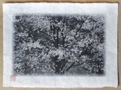 Originální tisk Shozo Kaieda - kvetoucí Sakura A3