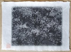 Originální tisk Shozo Kaieda - kvetoucí sakura A4