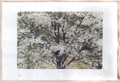 Tisk V. Brunton - kvetoucí SAKURA  (A3)