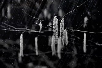 Mrazuvzdornost rostlin – teplotní zóny a kód zimní ochrany