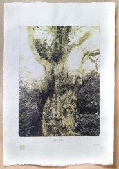 Tisk V. Brunton - prastarý strom  (A3)