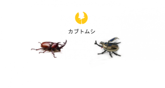 Japonský brouk Kabutomushi﻿