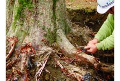 Silky Gomtaro na kořeny - 240/8 Root