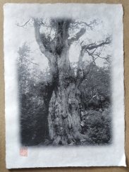 Originální tisk Shozo Kaieda - kmen prastarého stromu A3